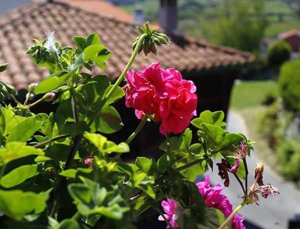 Casa Rural La Tayuela Luanco Exterior photo